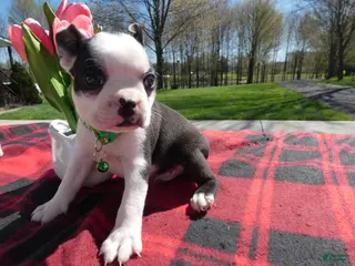 Boston Terrier dogs Boston Terrier Puppy 2 Malone - Ad 39