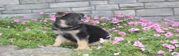 German Shepherd dogs for sale: Atlas - Ad 5