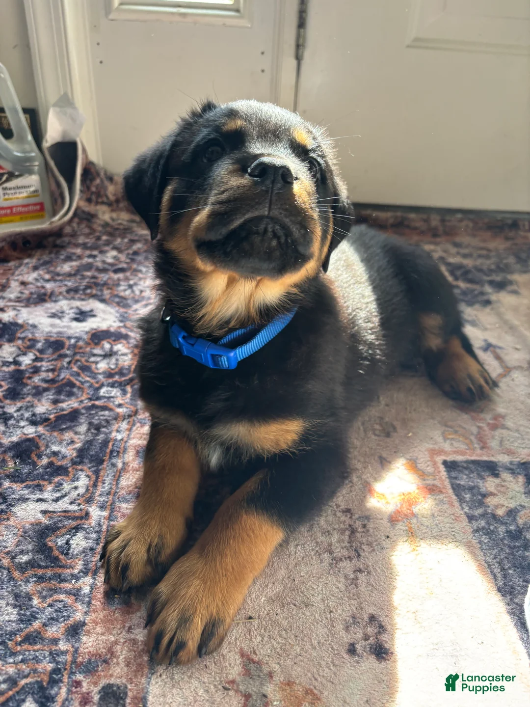 Rottweiler dogs for sale: Orange  - Ad 2