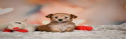 Morkie dogs for sale: Tilly - Ad 3
