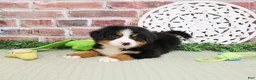 Bernese Mountain Dog dogs for sale: Honor - Ad 3