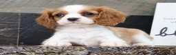 Cavalier King Charles Spaniel dogs for sale: Paula - Ad 4