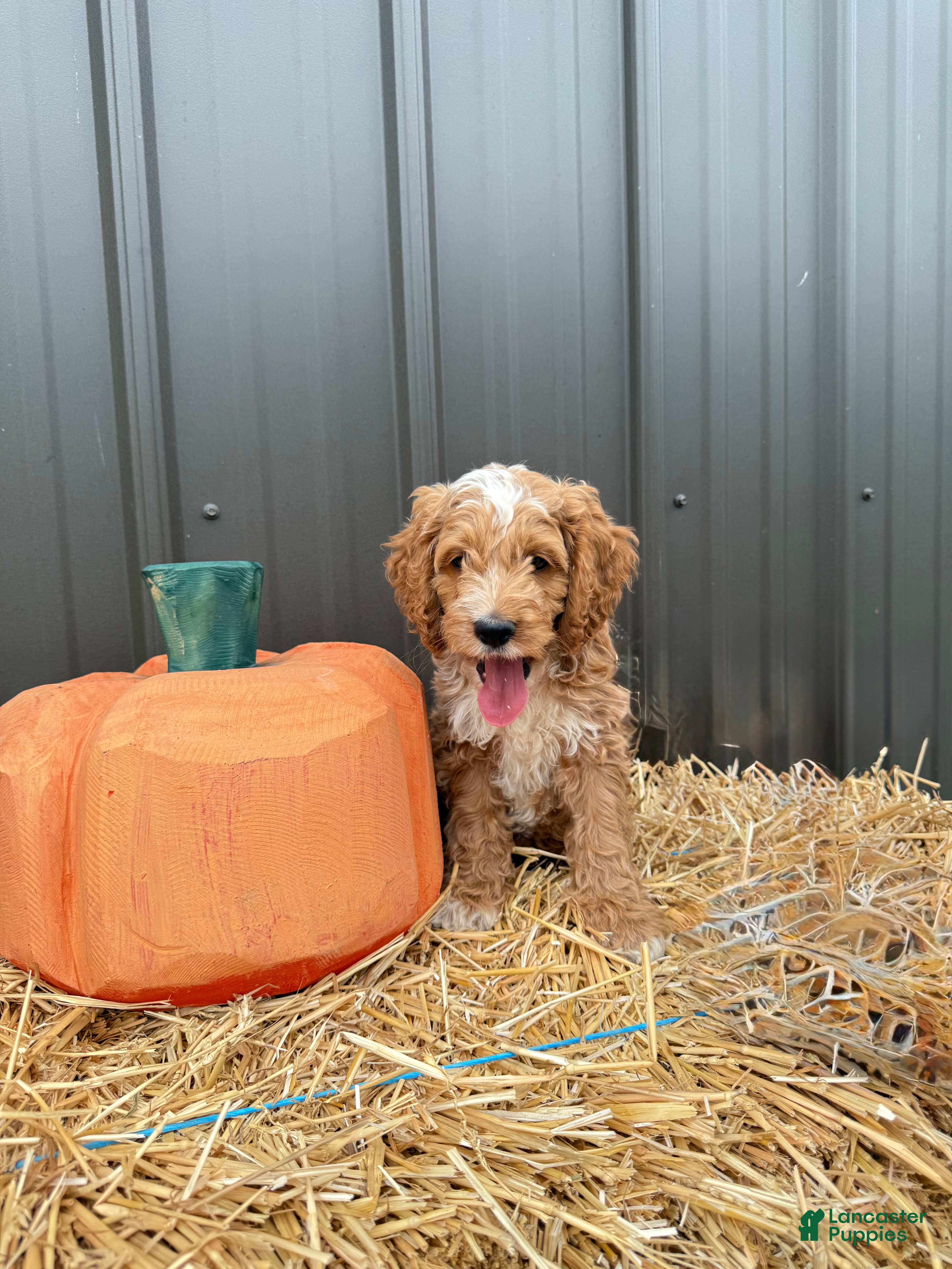 Cockapoo dogs Bennett - Ad 1