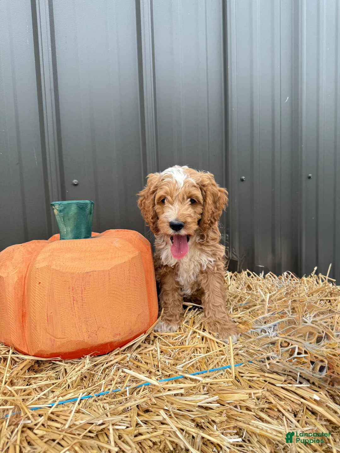 Cockapoo dogs for sale: Bennett - Ad 1