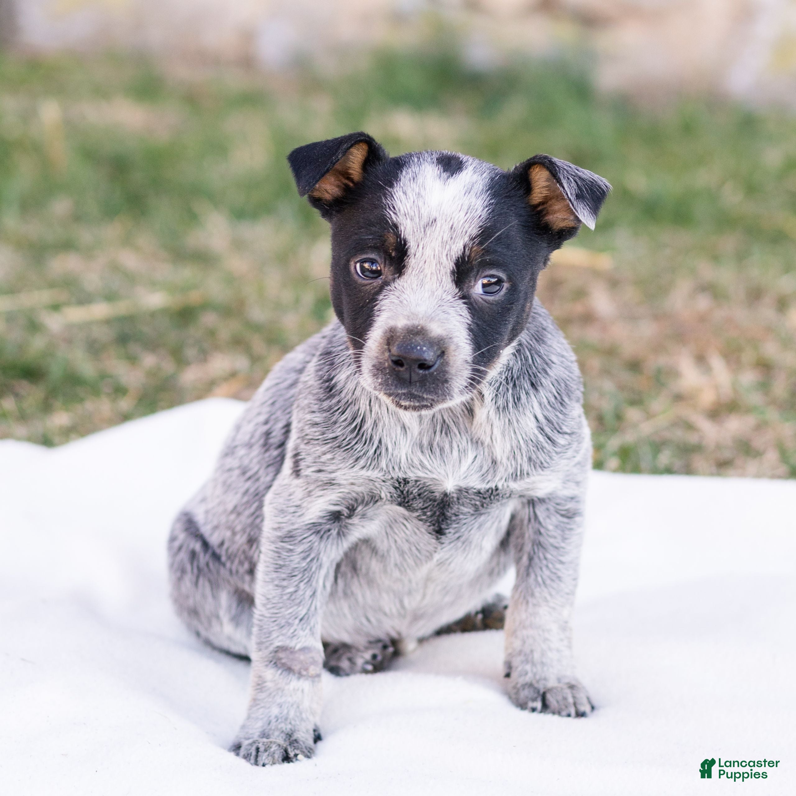 Mixed Breed dogs Heather  - Ad 40