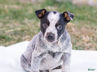 Mixed Breed dogs Heather - Ad 40