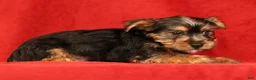 Yorkshire Terrier dogs for sale: Hunter - Ad 4