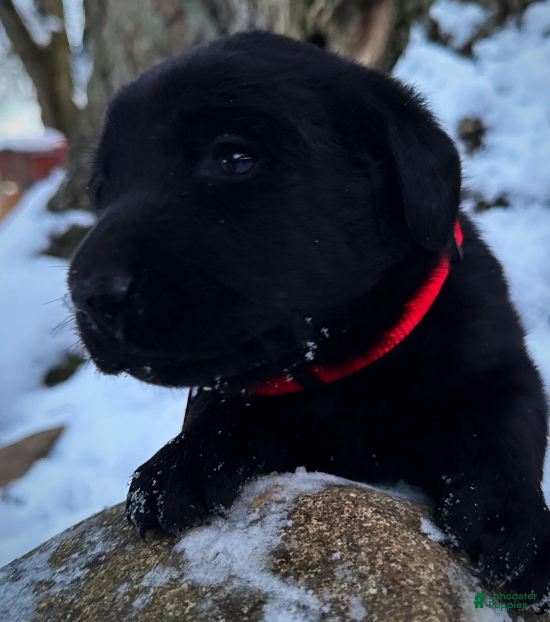 Labrador Retriever dogs for sale:  Puppy 1 - Ad 11