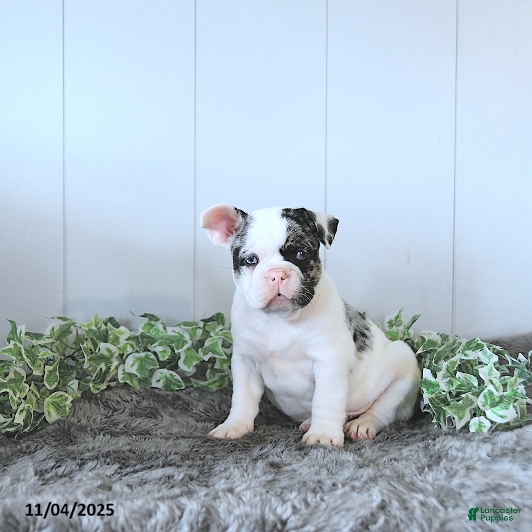 Frug dogs for sale: Marshall - Ad 5