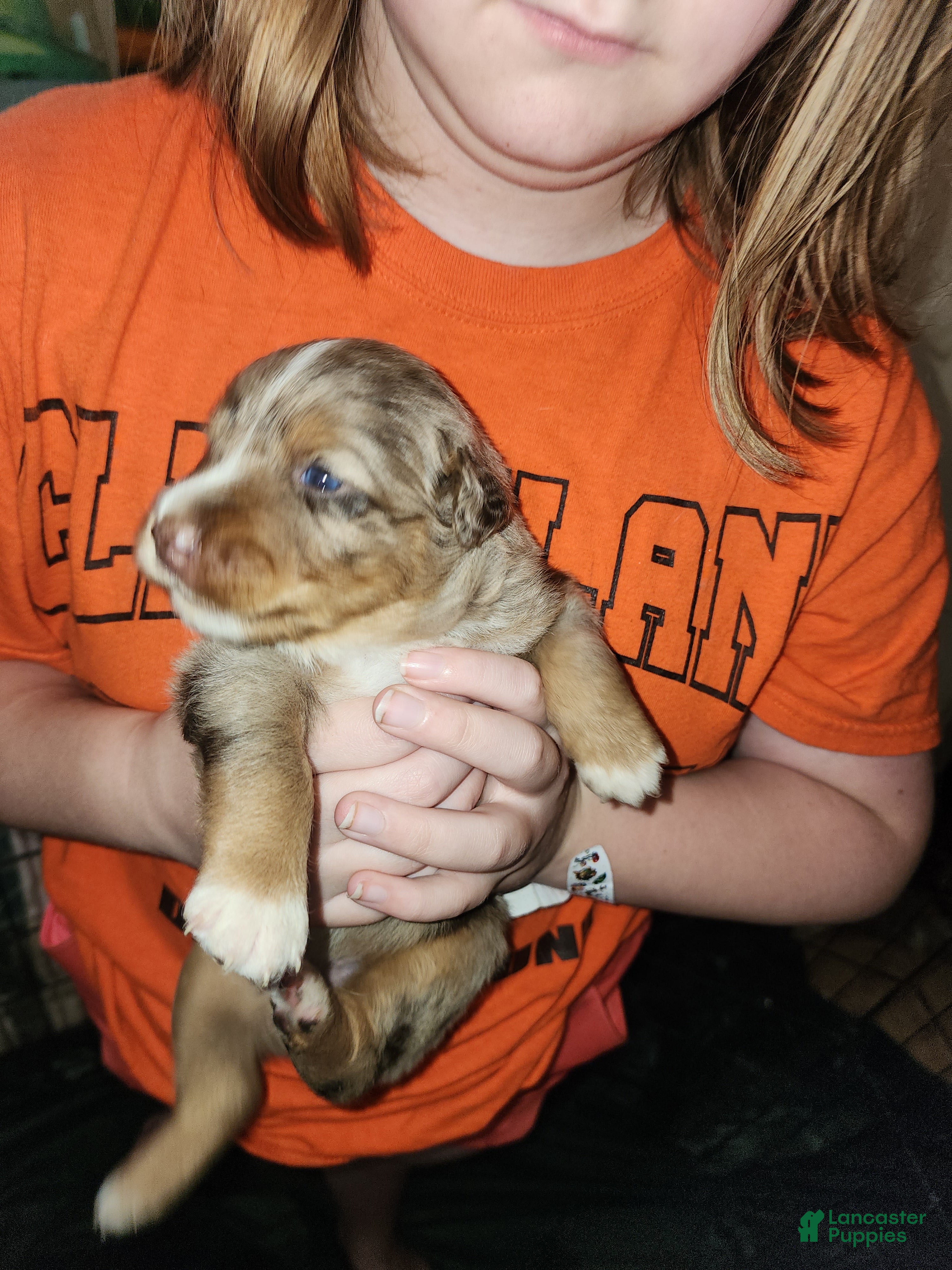 Australian Shepherd dogs Australian Shepherd Red Merle Female 1 - Ad 2