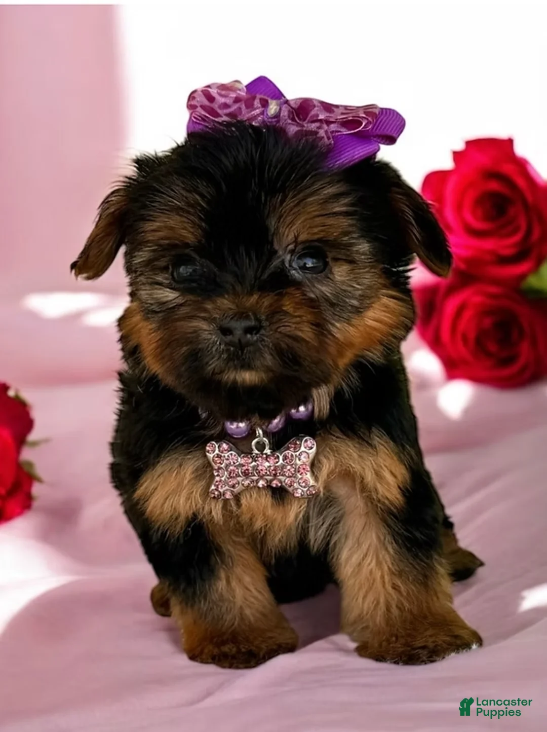 Yorkshire Terrier dogs for sale: Yorkshire Terrier Puppy 1 - Ad 1