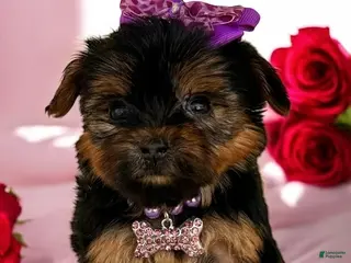 Yorkshire Terrier dogs for sale: Yorkshire Terrier Puppy 1 - Ad 2