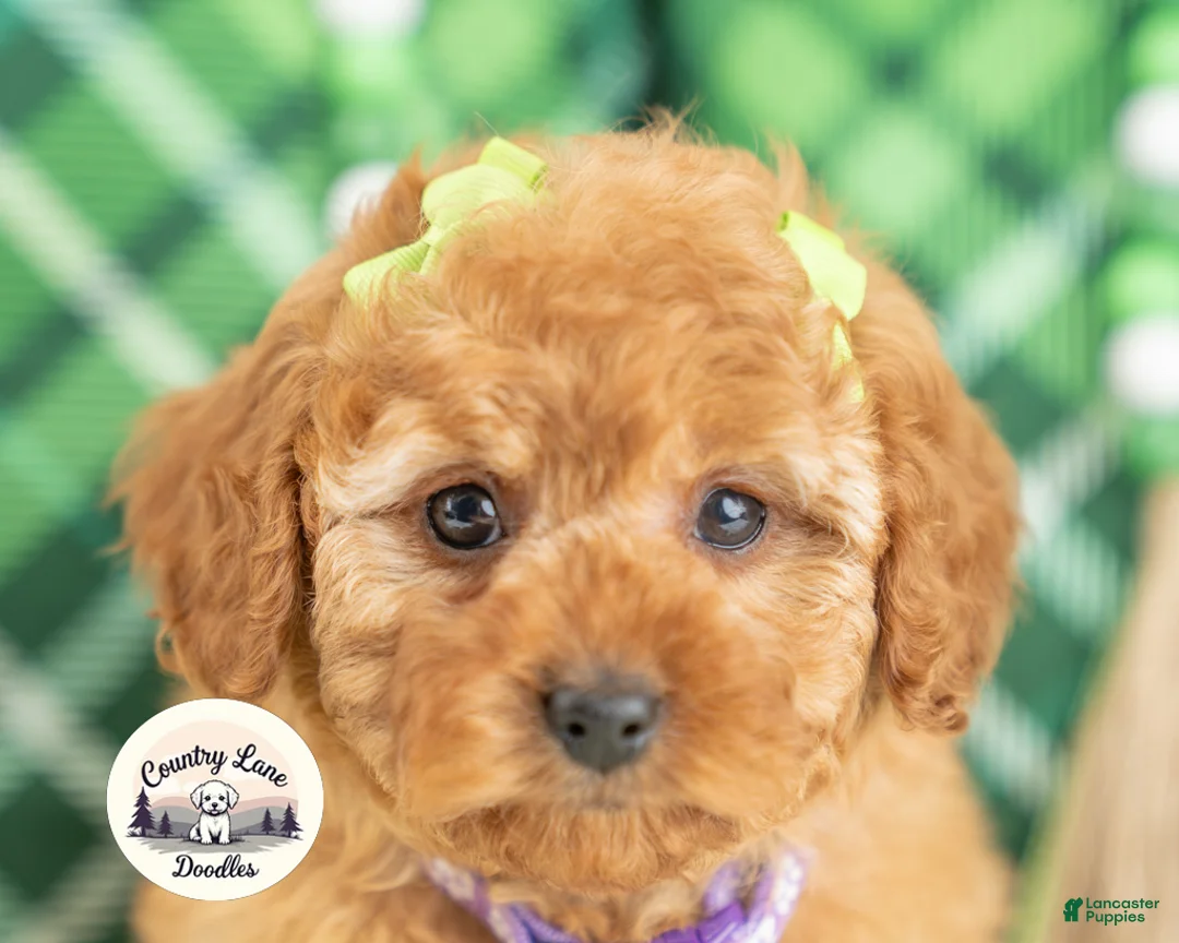 Cavapoo dogs for sale: Cassidy - Ad 1