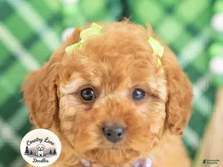 Cavapoo dogs for sale: Cassidy - Ad 4