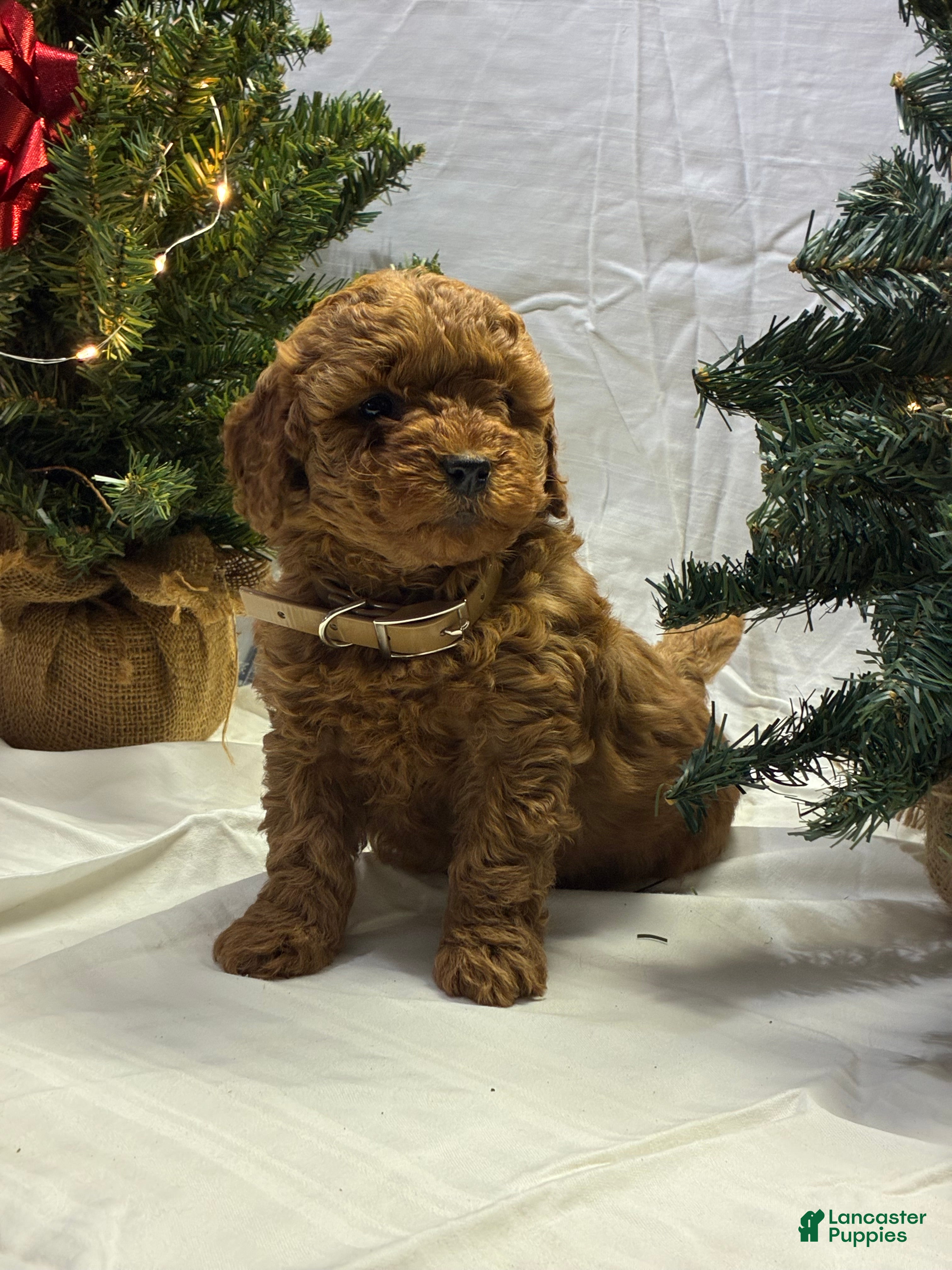 Mini Goldendoodle dogs Noelle - Ad 9