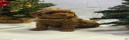Mini Goldendoodle dogs for sale: Noelle - Ad 1