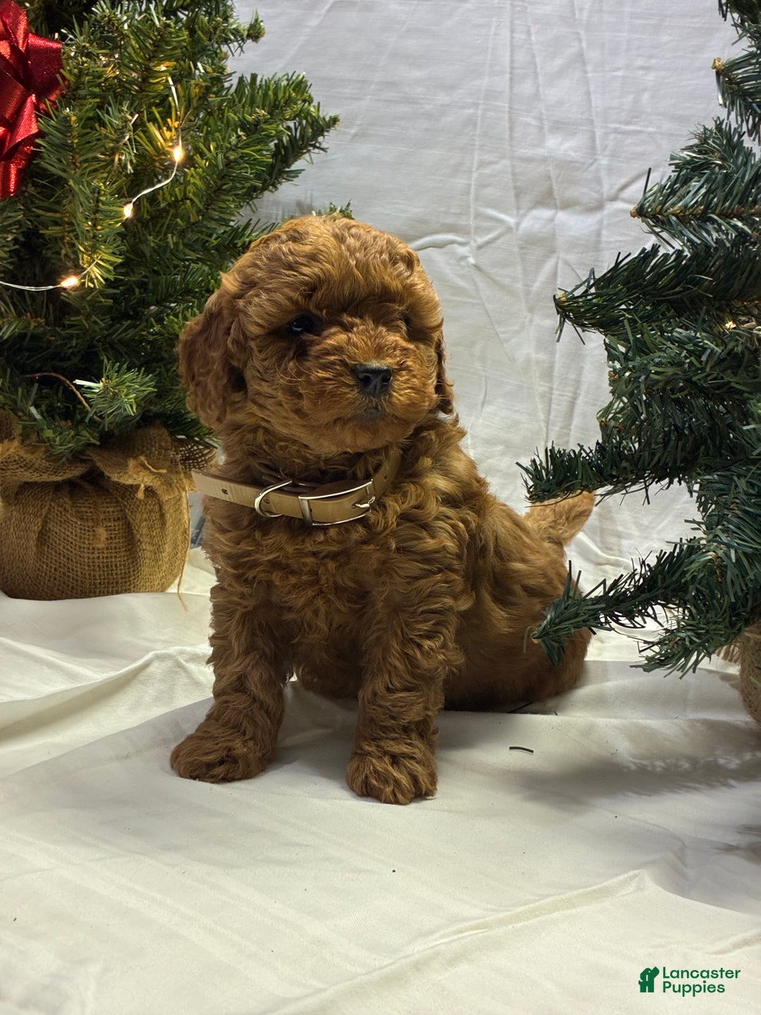 Mini Goldendoodle dogs for sale: Noelle - Ad 1