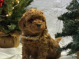 Mini Goldendoodle dogs Noelle - Ad 20