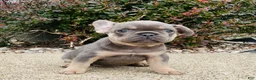 French Bulldog dogs for sale: Lacey - Ad 3