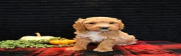 Cockapoo dogs for sale: Jay - Ad 5