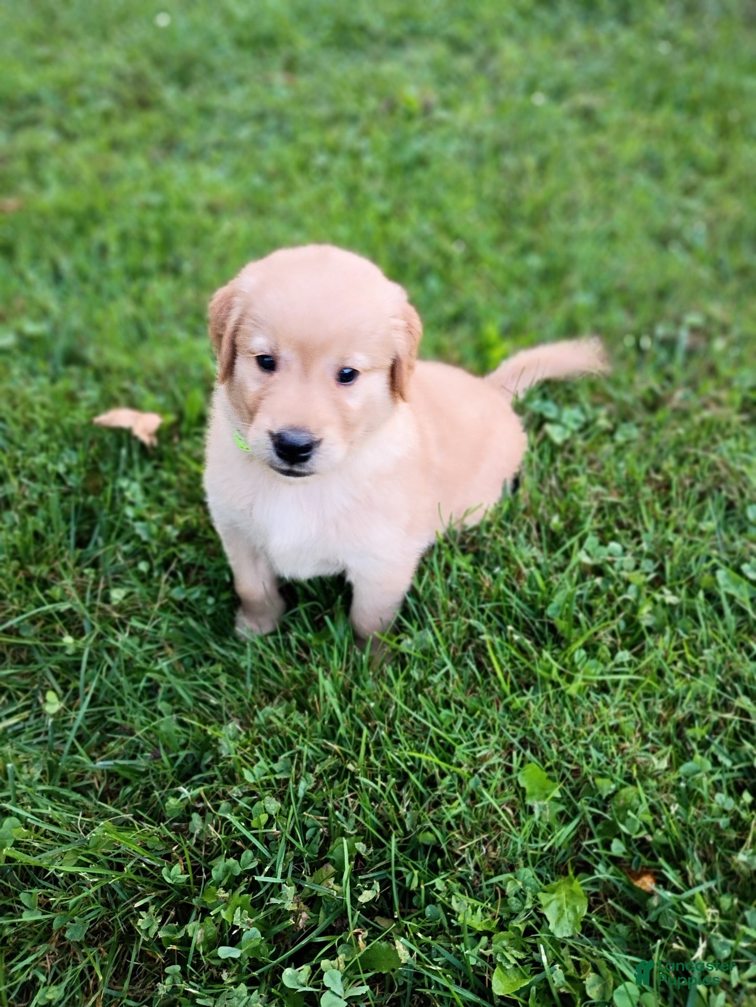 Golden Retriever dogs Golden Retriever 4 - Ad 1