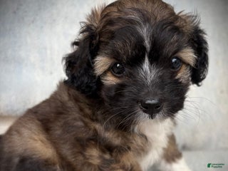 Mixed Breed dogs - Ad 2