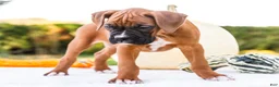 Boxer dogs for sale: Orlando Boxer - Ad 6