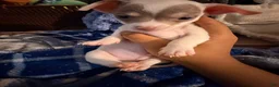 Chihuahua dogs for sale: Casper - Ad 5