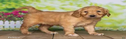 Golden Retriever dogs for sale: Prince - Ad 3