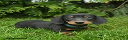 Miniature Dachshund dogs for sale: Lee  - Ad 4
