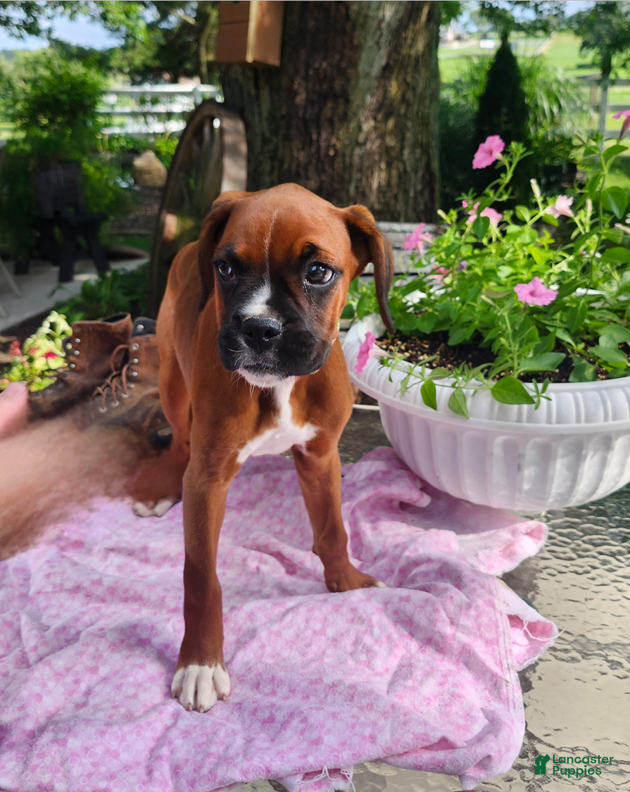 Boxer dogs Cherry - Ad 1