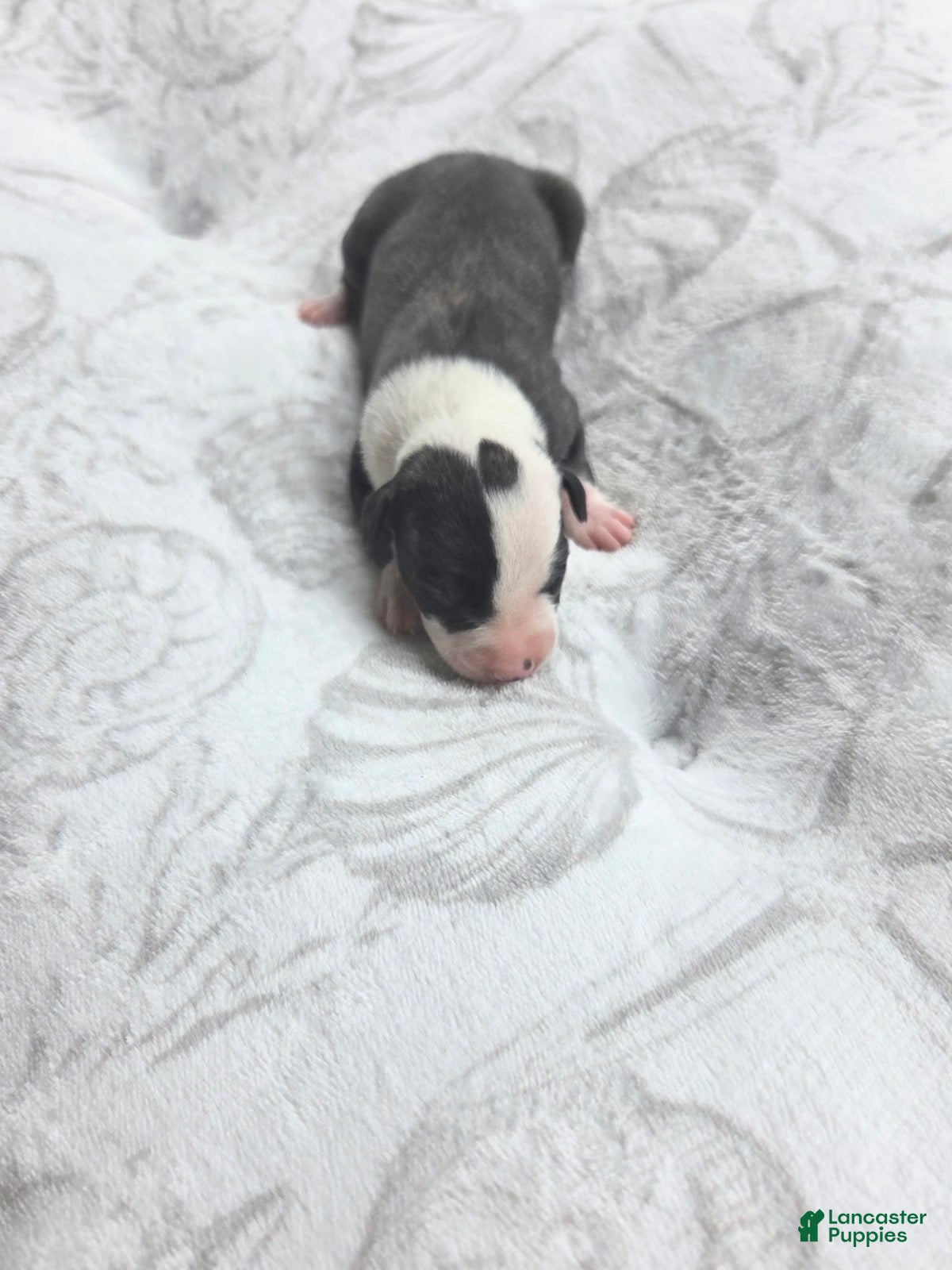 Whippet dogs Girl 2 - Ad 2