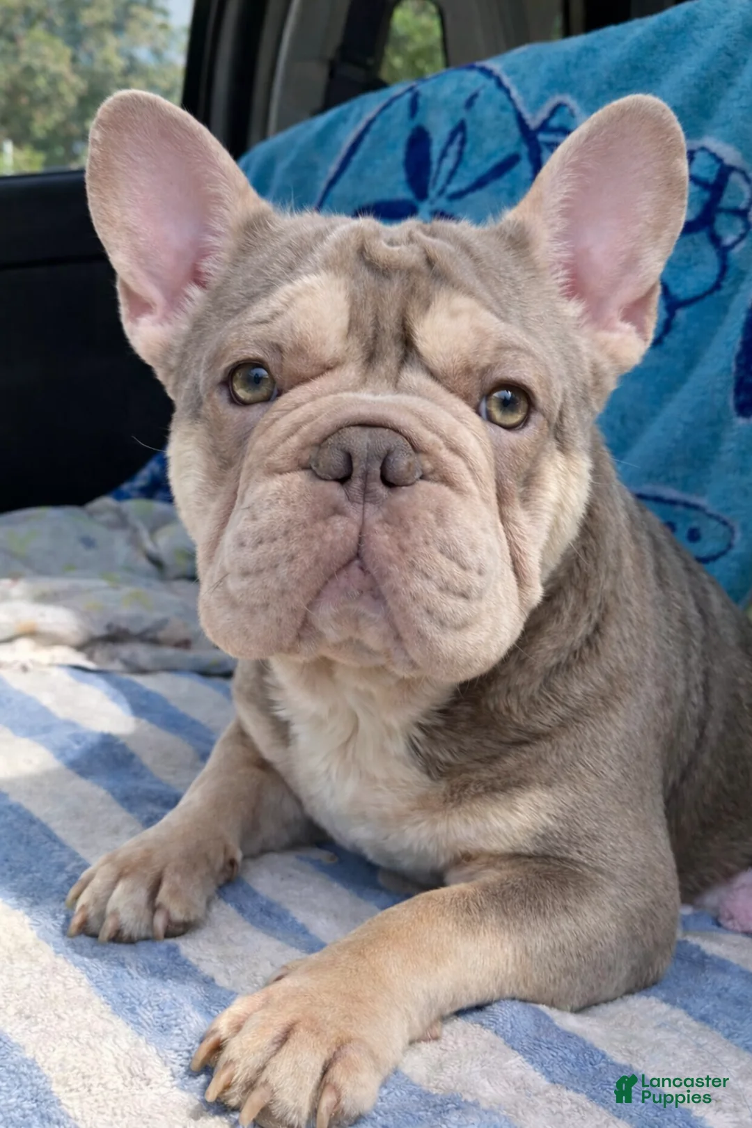 French Bulldog dogs for sale: French Bulldog Puppy 4 - Ad 2
