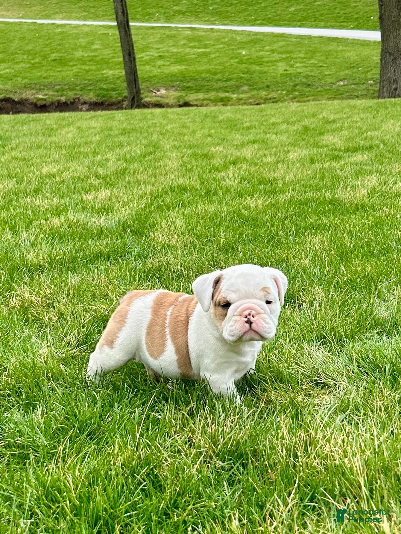 English Bulldog dogs for sale: Wilder - Ad 4