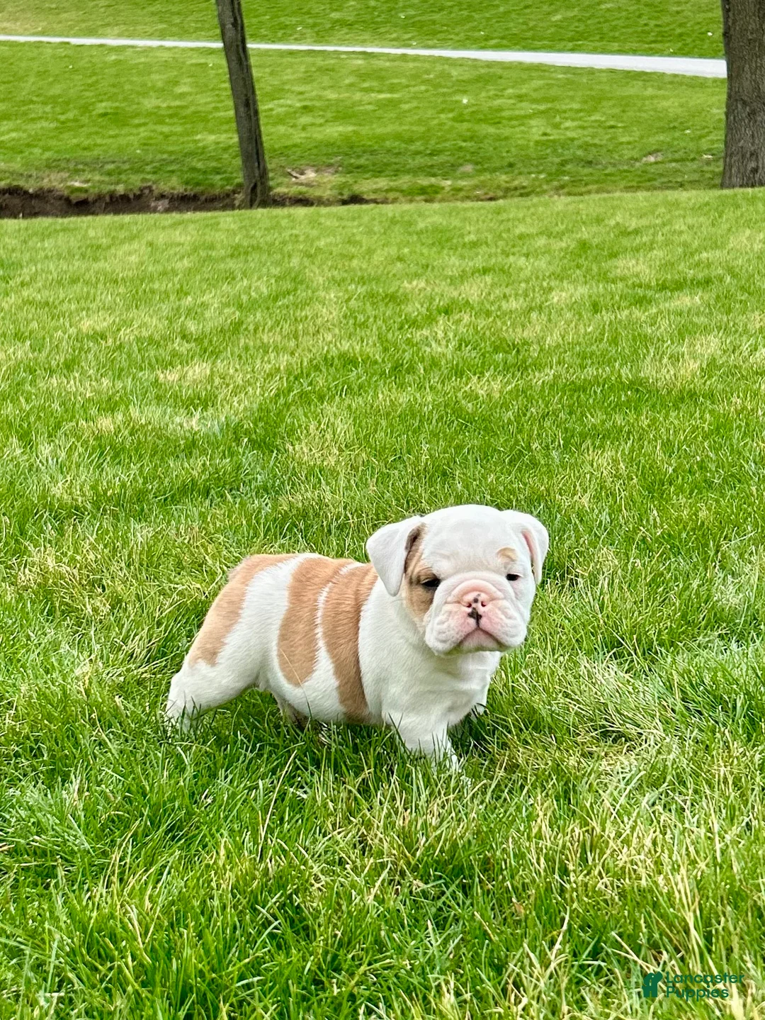English Bulldog dogs for sale: Wilder - Ad 1