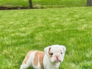 English Bulldog dogs for sale: Wilder - Ad 4