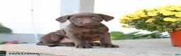 Labrador Retriever dogs for sale: Liberty - Ad 1