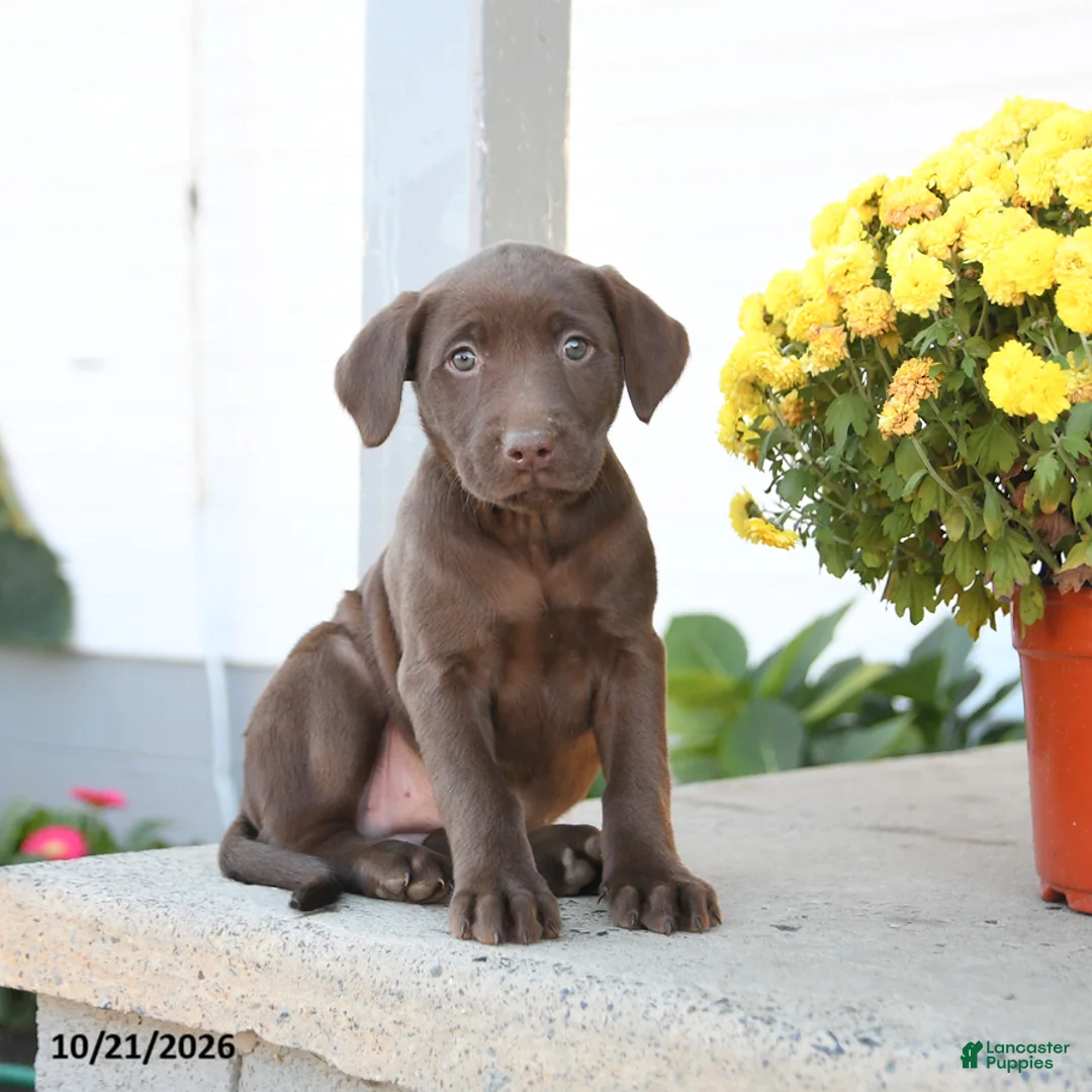 Labrador Retriever dogs for sale: Liberty - Ad 1
