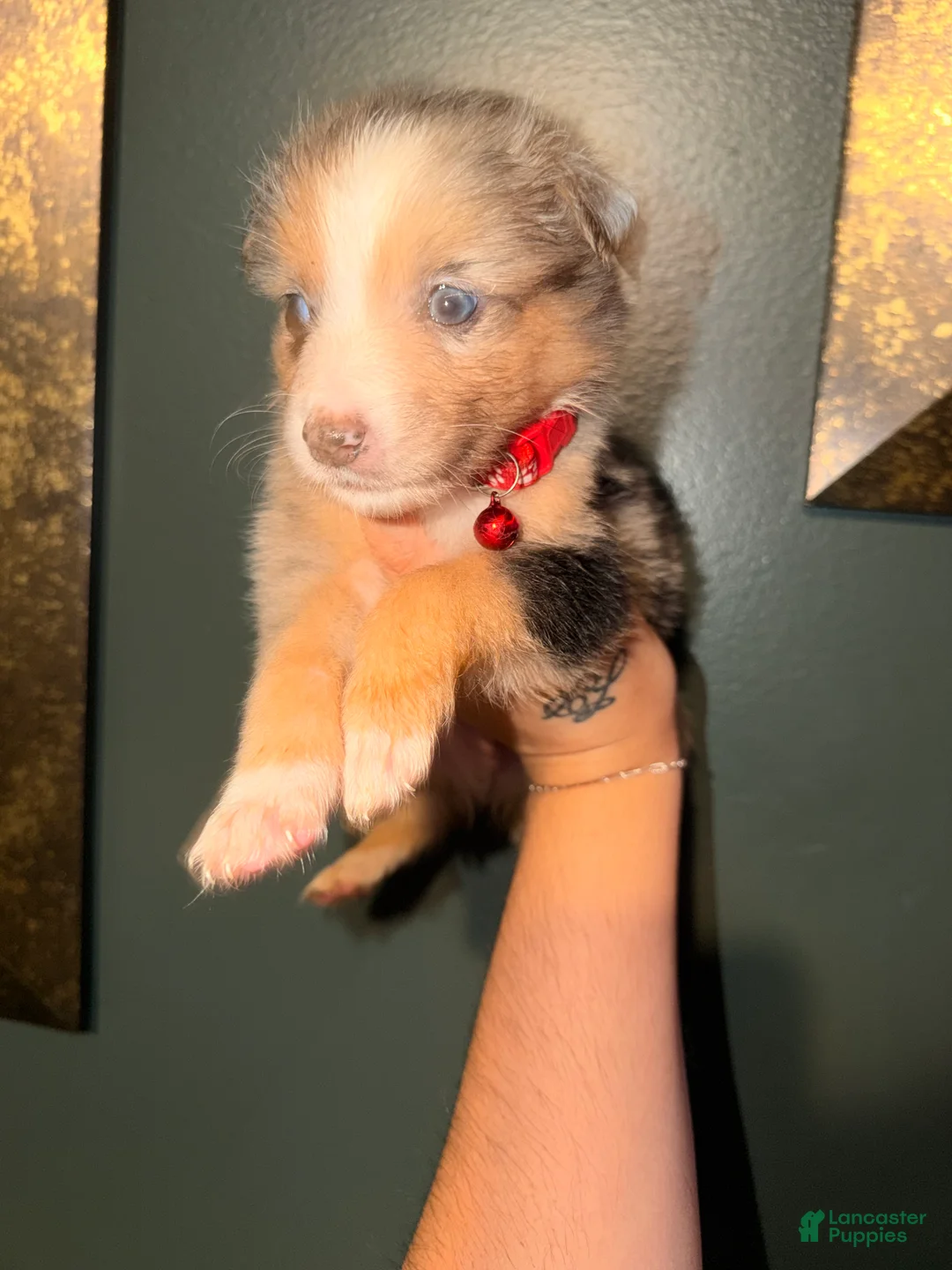 Australian Shepherd dogs for sale: Red  - Ad 2