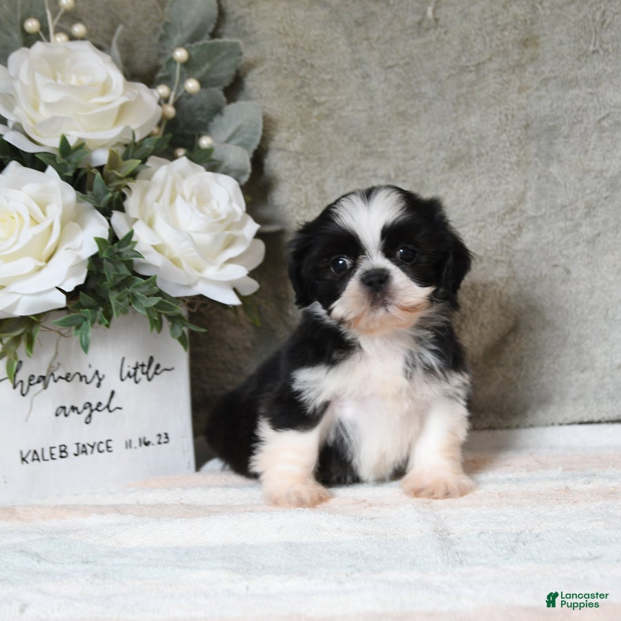Shih Tzu dogs Quest - Ad 2