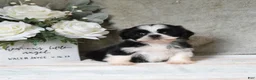 Shih Tzu dogs for sale: Quest - Ad 2