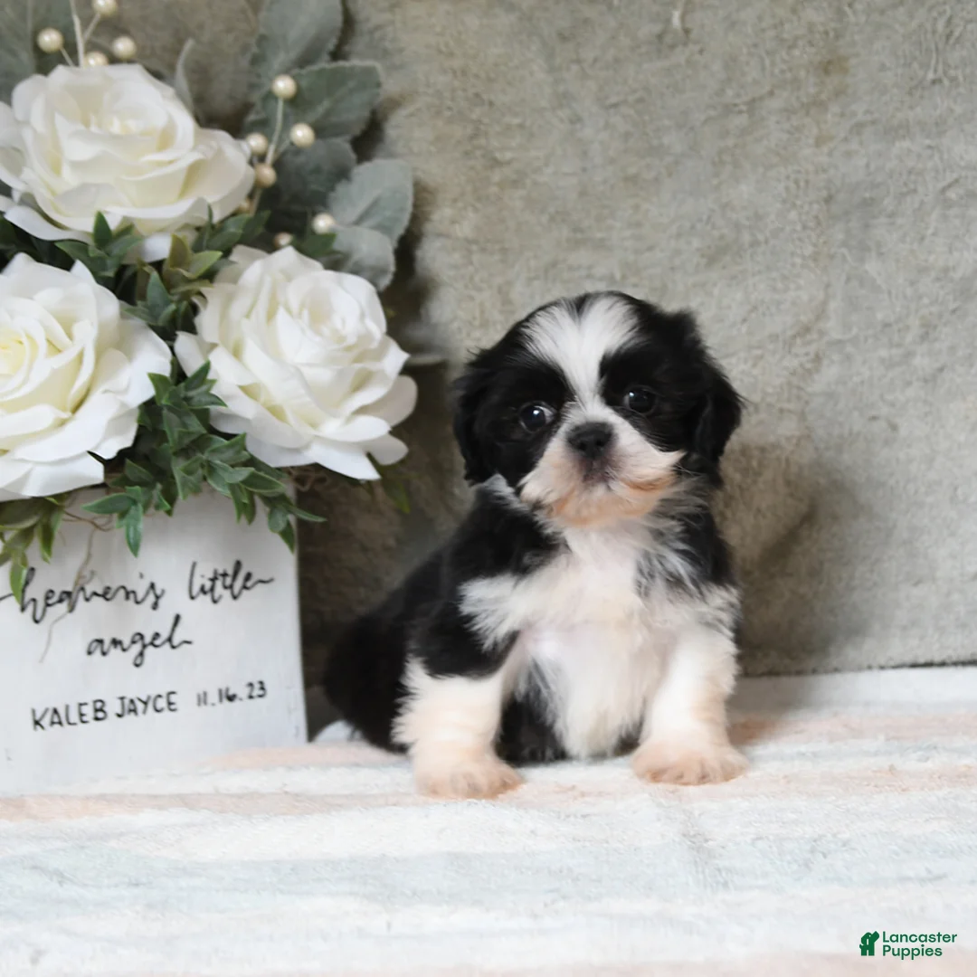 Shih Tzu dogs for sale: Quest - Ad 2