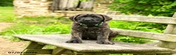 English Mastiff dogs for sale: Lyla - Ad 4