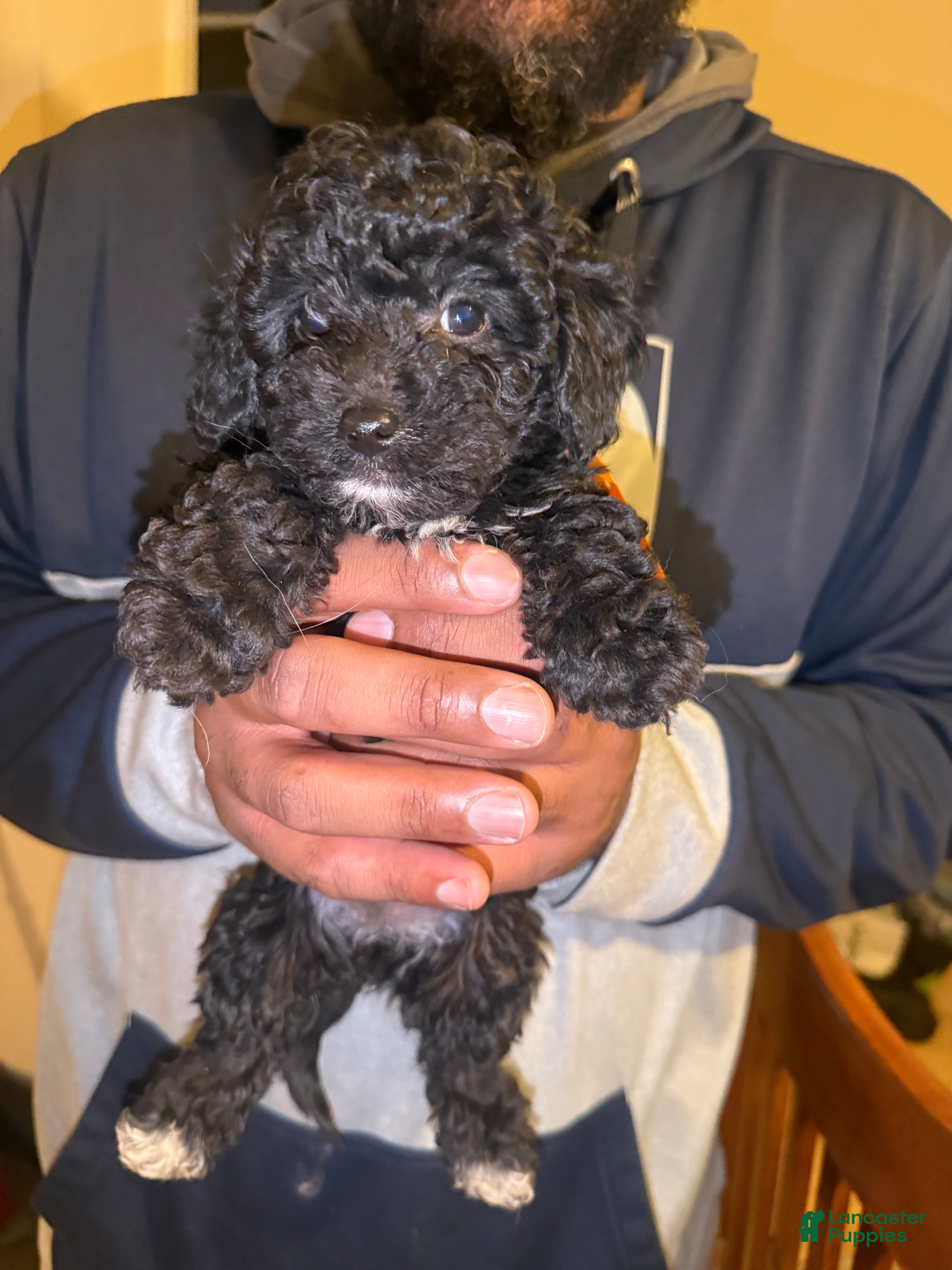 Cavapoo dogs Moon - Ad 29