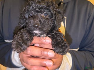 Cavapoo dogs Moon - Ad 29