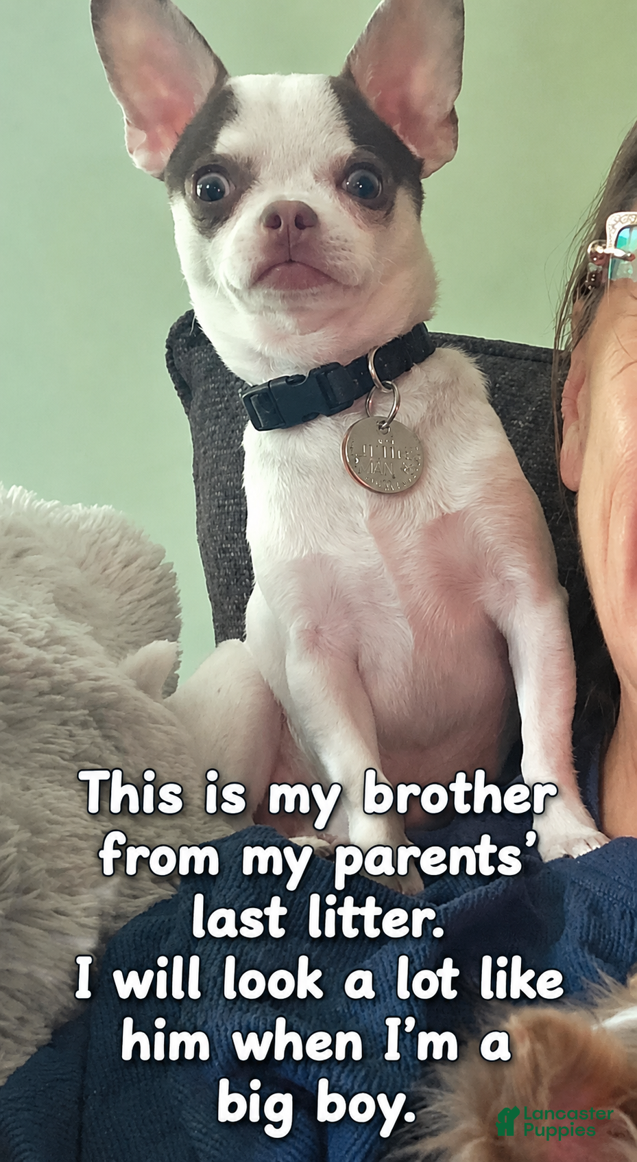 Chihuahua dogs Finley - Ad 2