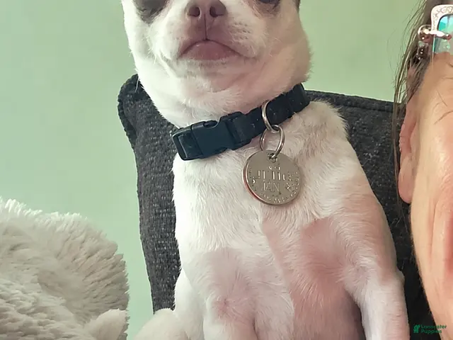 Chihuahua dogs for sale: Finley - Ad 2