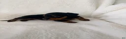 Dorkie dogs for sale: Sadie - Ad 3