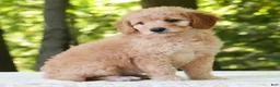 Mini Goldendoodle dogs for sale: Amber - Ad 4