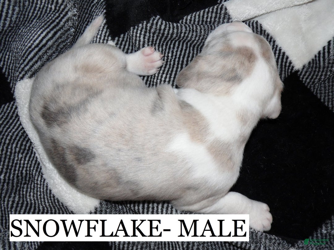 American Pit Bull Terrier dogs for sale: SNOWFLAKE  - Ad 3